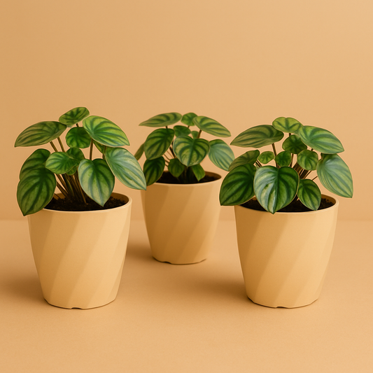 Beige Blush Small Indoor and Outdoor Planter - Set Of 3
