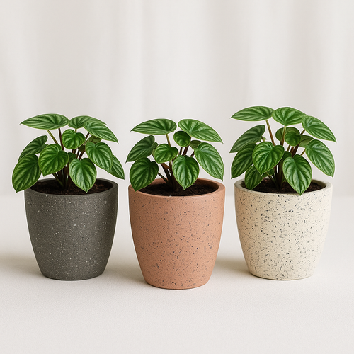 Roma Vein Marble Round Indoor Planter - Set Of 3