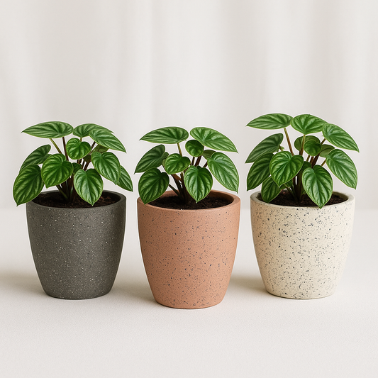 Roma Vein Marble Round Indoor Planter - Set Of 3