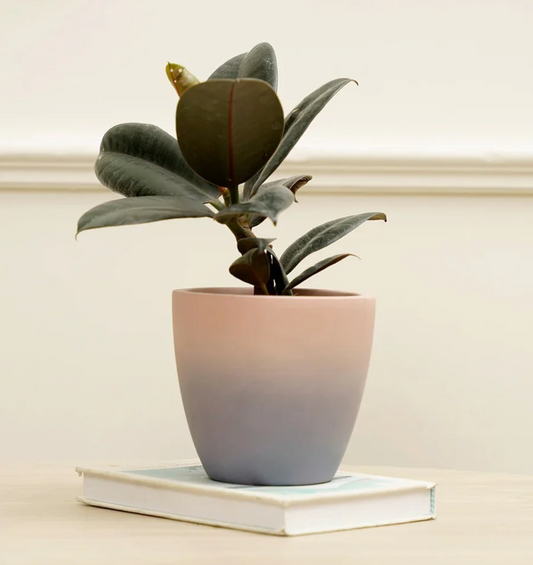 Soil & Soul: The Terracotta Ritual Planter