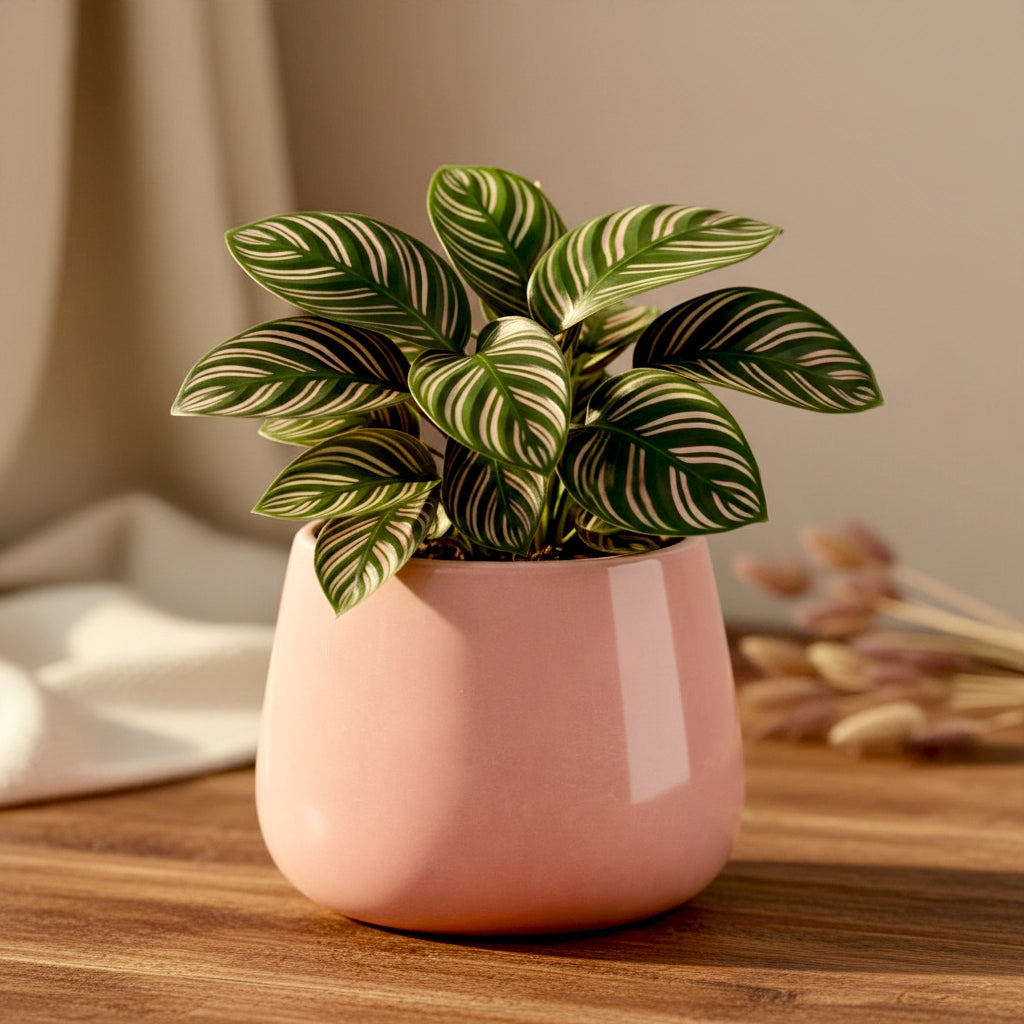Ceracurve Glazed Oval Ceramic Planter