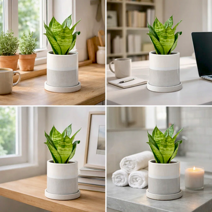 The Soft Ritual White Round Ceramic Planter With Plate
