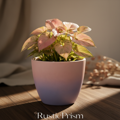 Soil & Soul: The Terracotta Ritual Planter