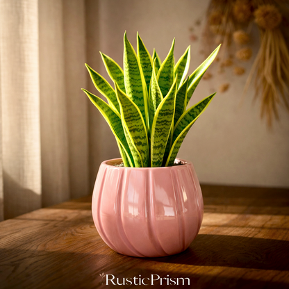 The Quiet Crescent Ceramic Indoor Flower Pot - Peach