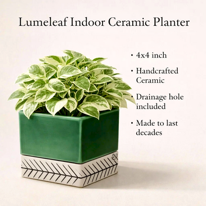 Lumeleaf Indoor Ceramic Planter