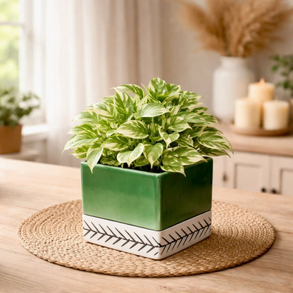 Lumeleaf Indoor Ceramic Planter